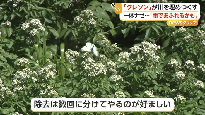 花を咲かせていたクレソン