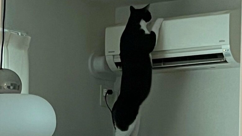 「すぐ弟に悪いこと教える」エアコンに興味津々な“兄猫”に飼い主がそわそわ…その後はどうなったのか続きを聞いた｜FNNプライムオンライン