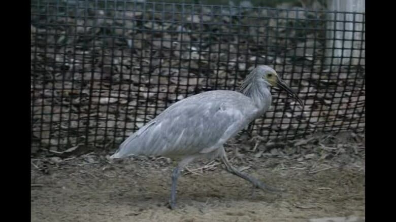 国の特別天然記念物『トキ』いしかわ動物園では今年4羽のヒナが無事巣立つ 現在合わせて10羽を飼育中｜FNNプライムオンライン