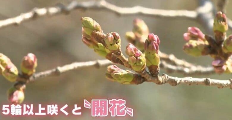 「開花には至りません」　縮景園のソメイヨシノ　気象台職員が観測　開花は21日頃か　広島　｜FNNプライムオンライン