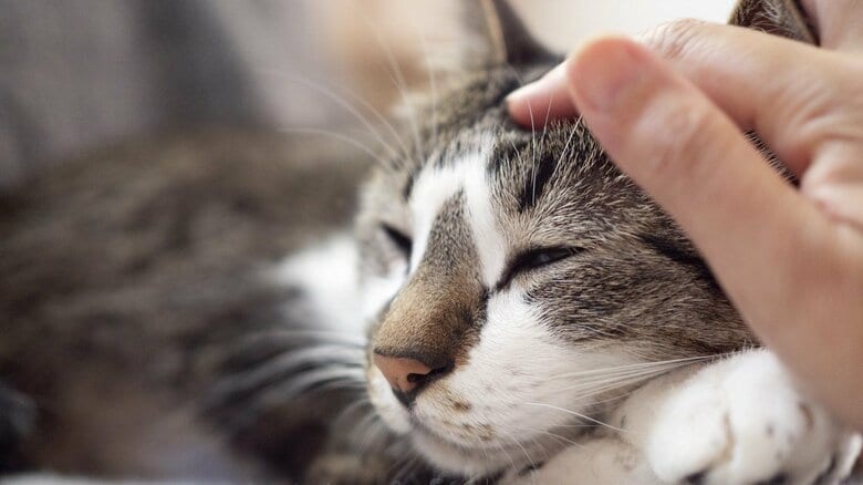 猫に噛まれた後に“リンパ節”に腫れ？それ「猫ひっかき病」の可能性も…愛猫と自分を守るために覚えておきたいこと｜FNNプライムオンライン