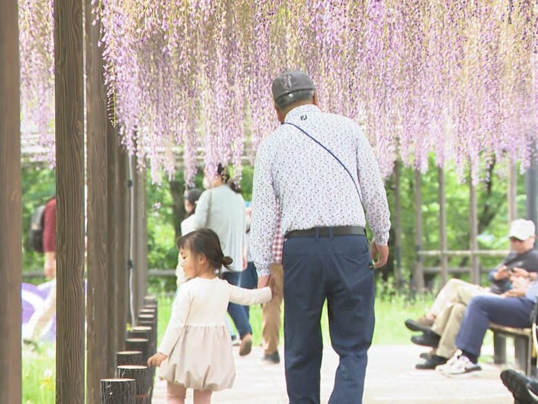 夜にはライトアップも…愛知・岡崎公園で名物の『五万石藤』が見頃 今が満開で公園は甘い香りに包まれる｜FNNプライムオンライン