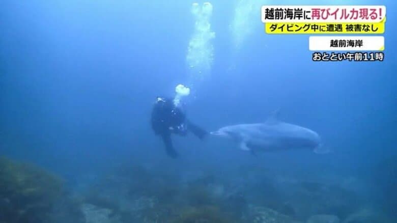 また福井の海にイルカ 夏とは別の個体か…ダイバーにまとわりつく かわいいイメージも 危険性呼びかけ｜FNNプライムオンライン