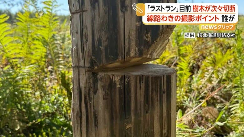 線路脇の撮影スポットで樹木切断　列車撮るため何者かが伐採か　「安全運行に支障きたす」JR北海道が被害届を検討｜FNNプライムオンライン