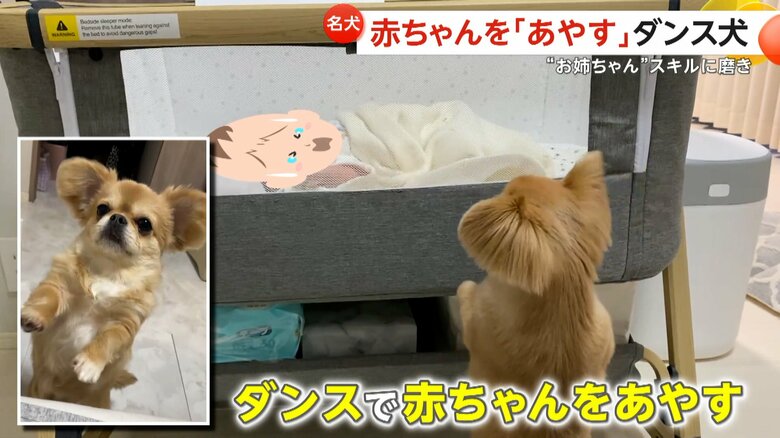 赤ちゃんを「あやす犬」　体を左右に振り‟ダンス”で泣きやませ成功　“お姉ちゃん”スキルに磨き　横浜市｜FNNプライムオンライン