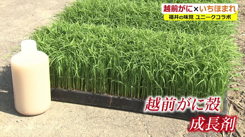 「越前がに」は米のワクチン!? 捨て殻に成長成分を新発見　廃棄から一転…ブランド米の救世主へ【福井発】｜FNNプライムオンライン