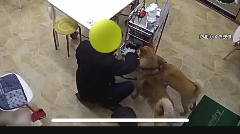 【独自】犬の“散歩ついで”にドロボー　犬2匹が見つめる中、漂白剤やタオルを…コインランドリーで窃盗の瞬間　常習犯か｜FNNプライムオンライン