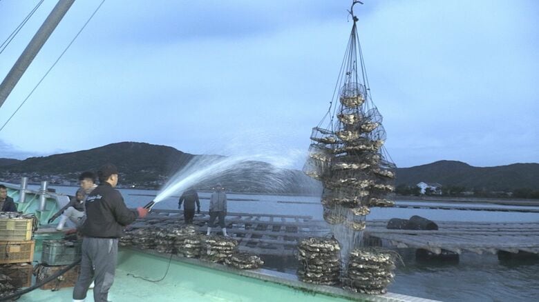 「早急に支援を」相次ぐカキ大量死受け 呉市が独自支援 カキ養殖事業者に現金50万を支給｜FNNプライムオンライン