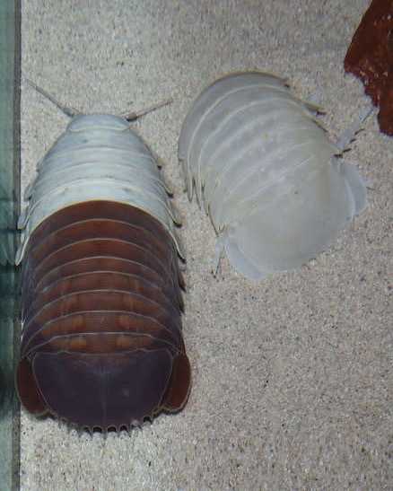 後半部を脱皮したダイオウグソクムシ(左)とその脱皮殻(右)。(写真提供:鳥羽水族館)