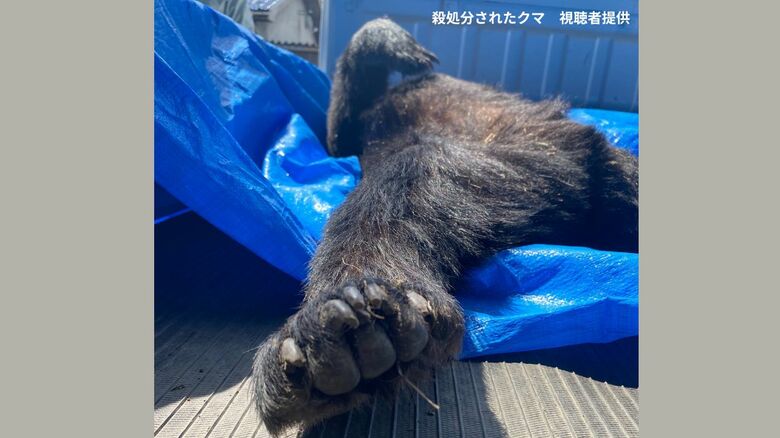 殺処分されたクマ