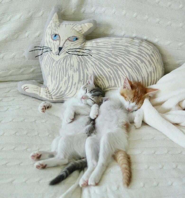 子猫時代からくっついて一緒に寝ている