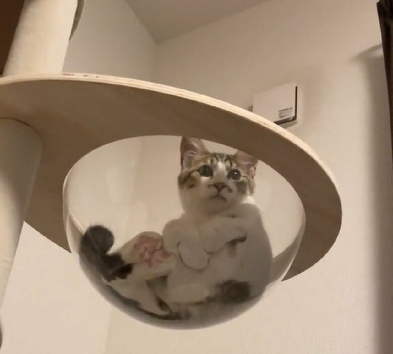 透明ボールの中