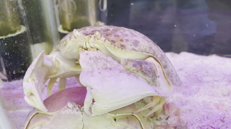 上は水玉模様の個体