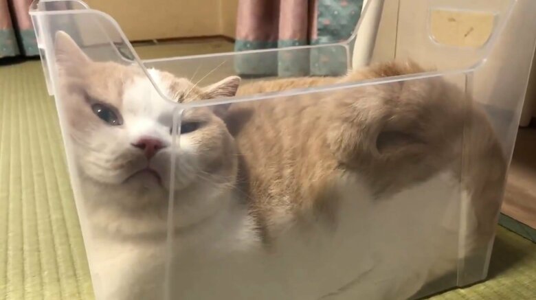 スリムなプラスチックケースでくつろぐてんぷら（提供：みかんとじろうさんちさん）