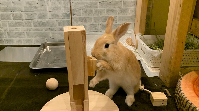 提供：げんまいとうるちさん