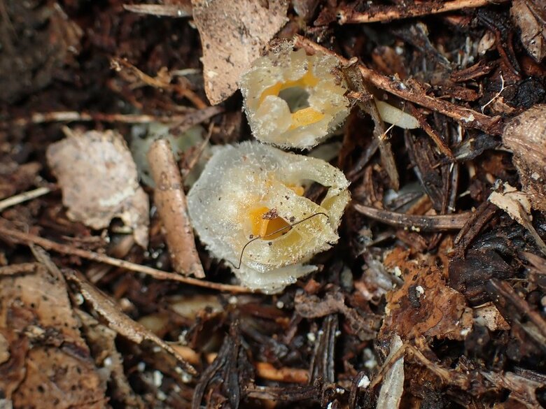 今回発見された「コウベダヌキノショクダイ」（画像提供：神戸大 末次健司教授）