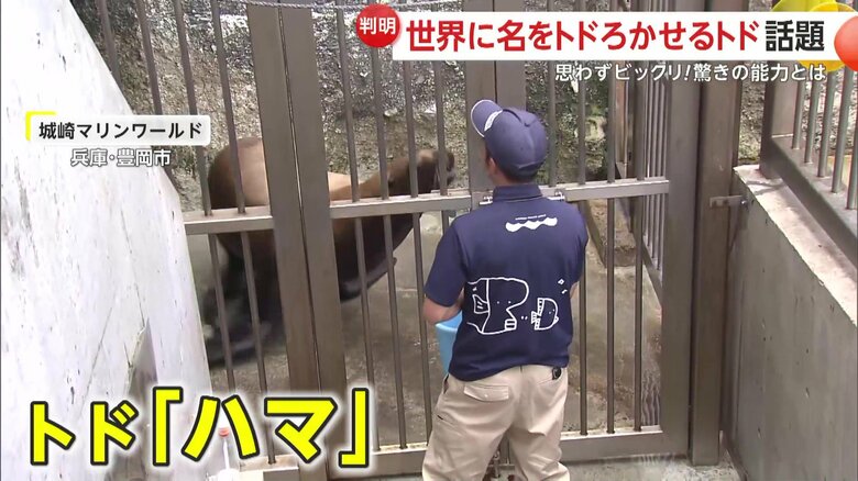 すごいスキルを持つトド（兵庫・豊岡市の城崎マリンワールド）