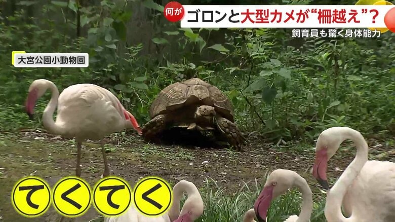 フラミンゴがいる池までお散歩するカメキチ（映像提供：大宮公園小動物園）