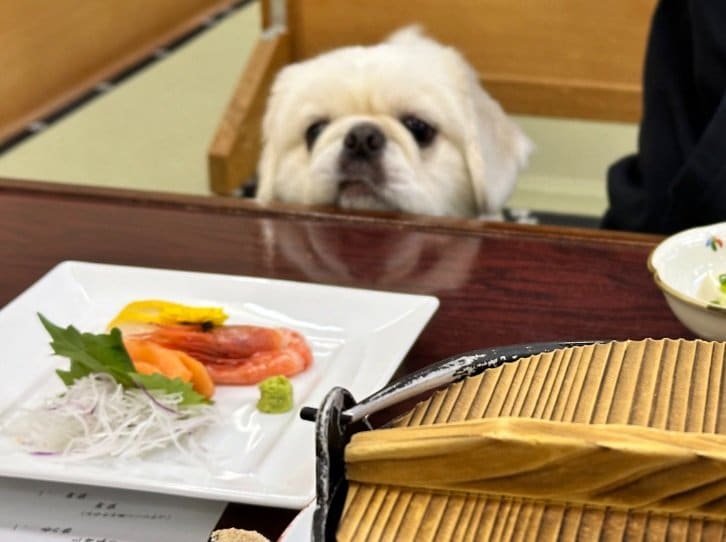 旅館のお料理にも興味津々