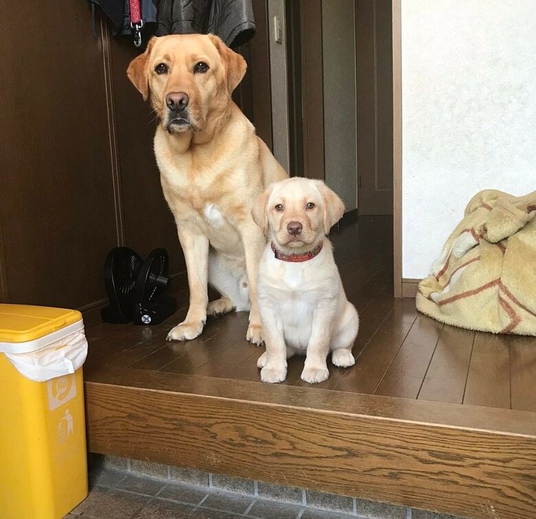 小さい頃からお見送りしているという