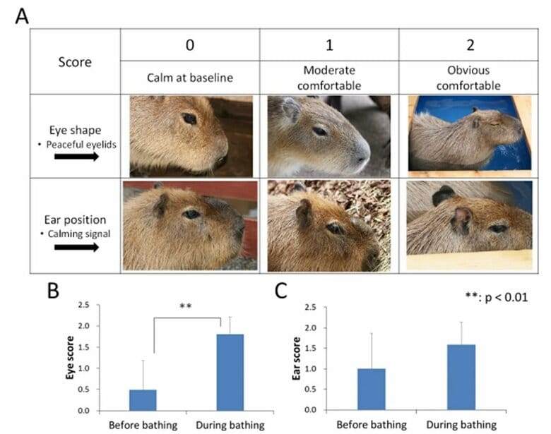 温泉入浴前後のカピバラの様子 A:カピバラのくつろぎ状態（リラクゼーション効果）をスコア化したもの B:目の評価　C:耳の評価 どちらも入浴後にリラクゼーション効果が増（提供：Scientific Reports）