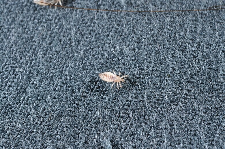 衣類などに寄生する吸血前の「コロモジラミ」（画像提供：アース製薬）