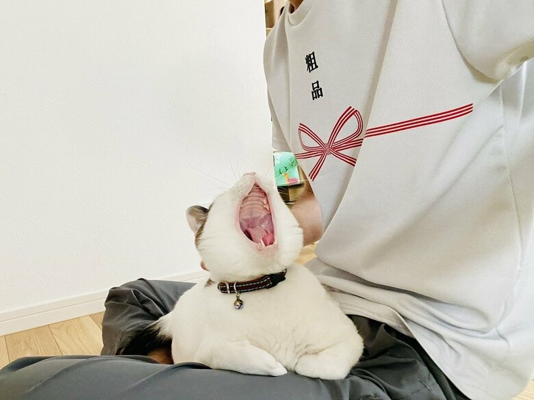 脚の上での豪快なあくび（提供：つくね＆ひまりさん）