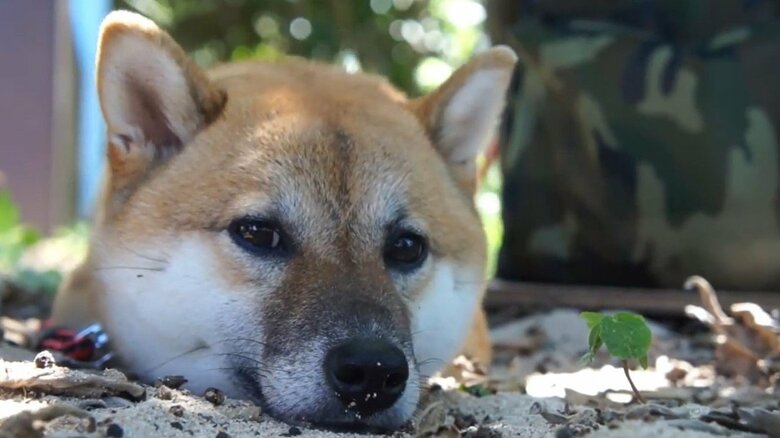 カメラ目線でまったりの様子