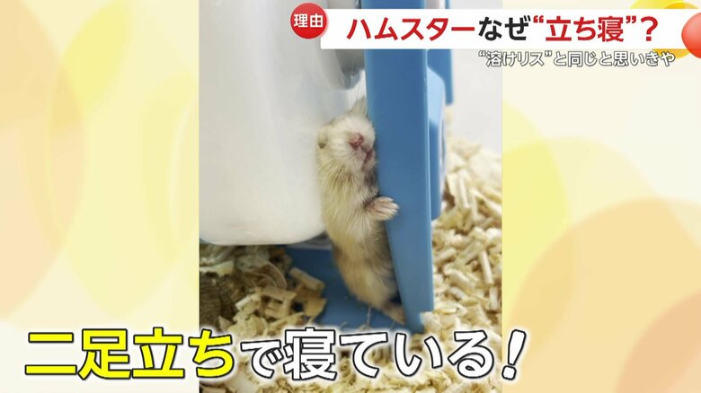 回し車と土台の間で“二足立ち”するように寝ているハムスター（17日、群馬・草津熱帯圏）