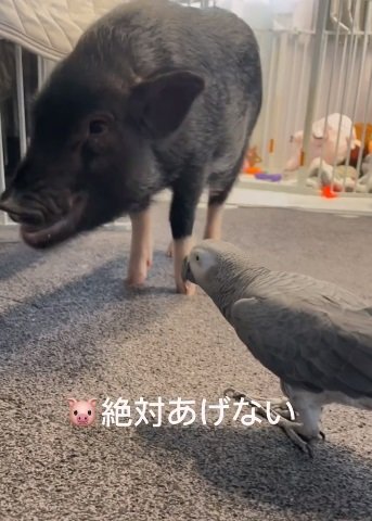 トリュフちゃんが食べているおやつを狙うチキンマンくん