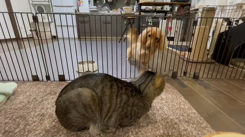 柵越しでも、ボンくんのアピールがすごい