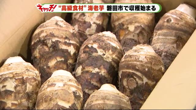 ねっとりが魅力の ”高級食材” 海老芋 生産量日本一の磐田市で収穫始まる 静岡