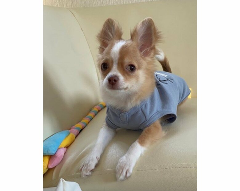 提供：ふくのすけさん