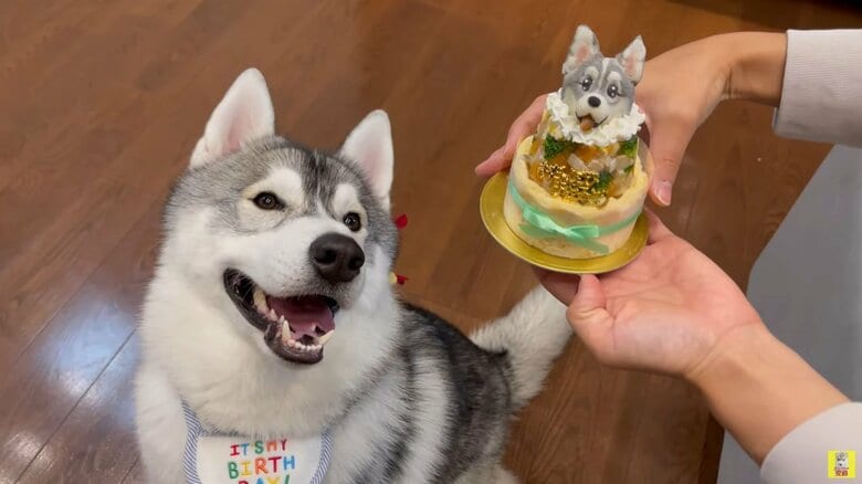 1歳のお誕生日をお祝いするもんちゃん