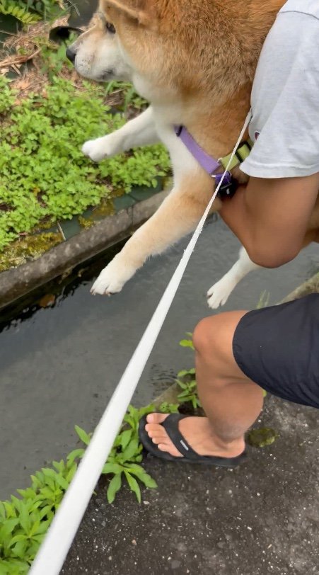 提供：柴リアンハスキーもちごめ兄弟さん