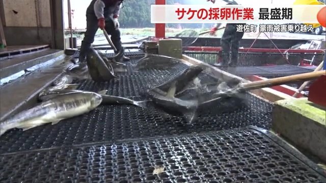 採卵作業風景