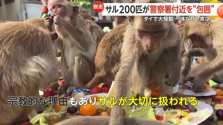 テーブルいっぱいに盛り付けられた色とりどりの果物に群がるサル