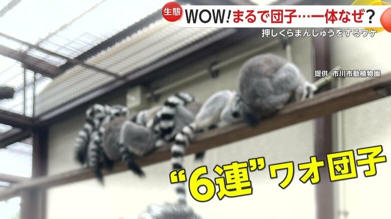 ある時は“6連”ワオ団子になっていたワオキツネザルたち