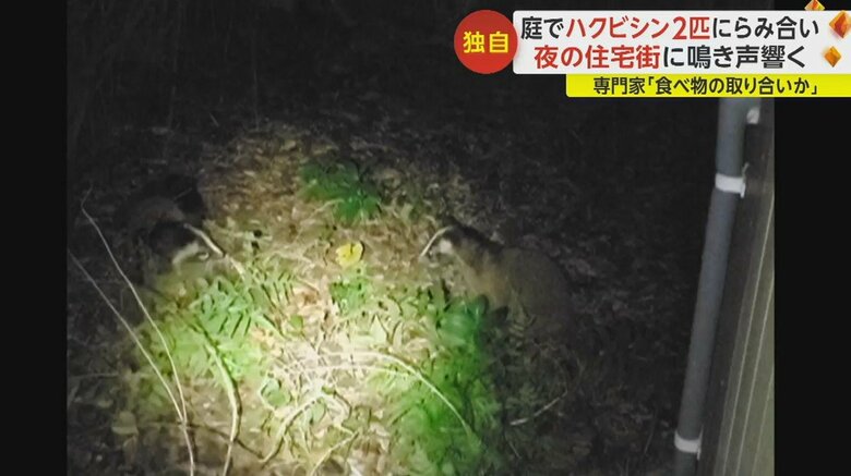 ハクビシン同士の“けんか”の様子