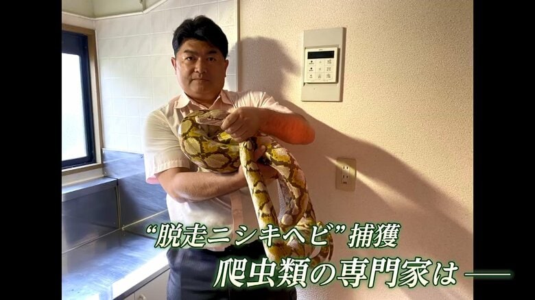 “脱走したニシキヘビ”を捕獲した白輪剛史さん
