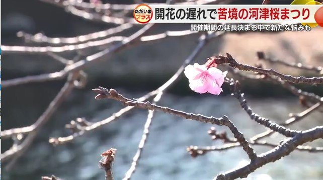 一輪咲いている河津桜