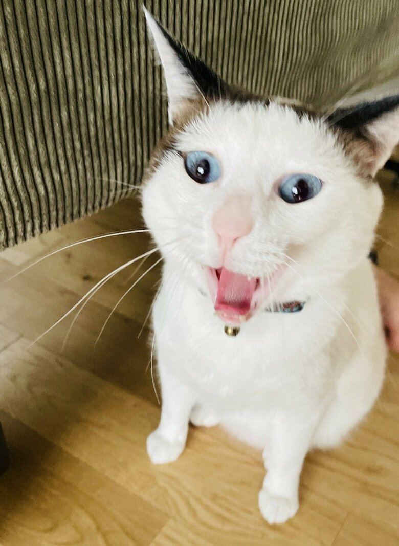 あくび（提供：つくね＆ひまりさん）