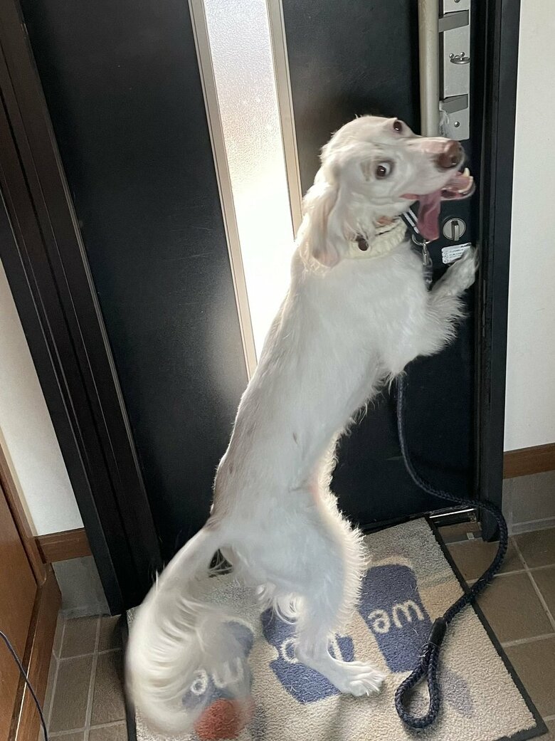 散歩に行こう！