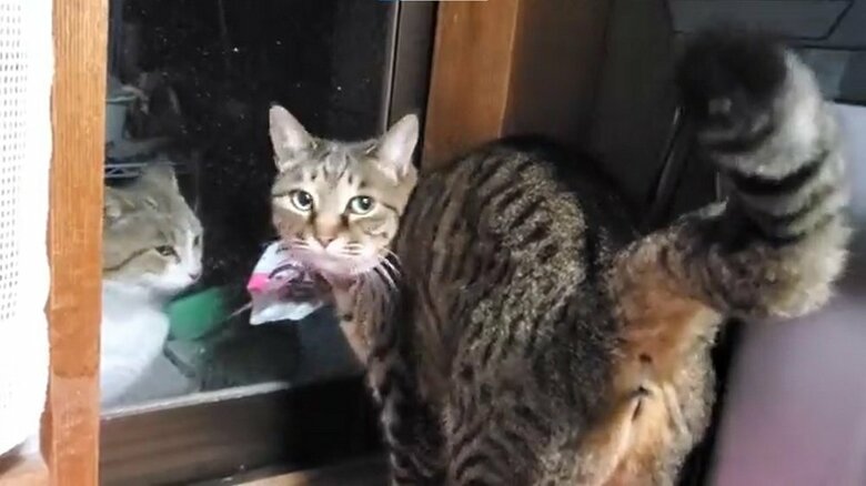 「野良猫が来てるんだけど…」と訴えるかのよう（投稿画像の撮影日とは別日）