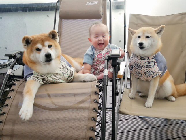 提供：飼い主さん（＠shibainu.berry）