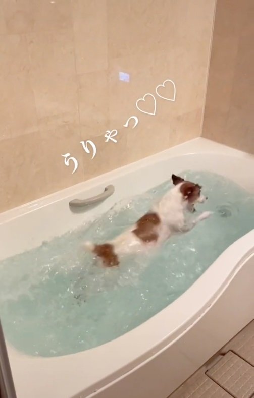 何往復も泳ぎまくるむぎちゃん