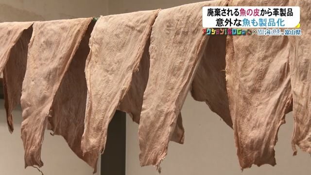 丈夫に加工された魚の皮