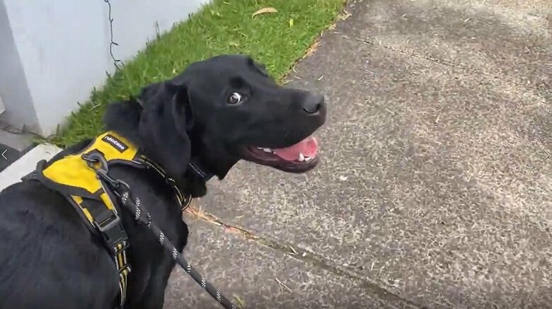 散歩中は気にならない