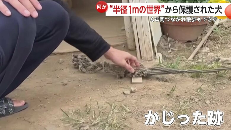 つながれた縄に残るかじった跡（映像提供：あにまるず Animals）