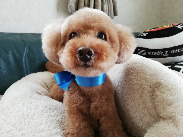 ブルーのリボンもお似合い（10歳の頃）